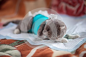 A grey fold-eared cat lies in a veterinary blanket after surgery