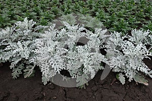 Grey foliage of Jacobaea maritima and green leaves of marigold photo