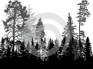 Grey forest from evergreen trees isolated on white
