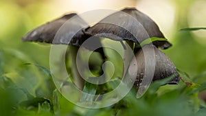 Grey Forest mushroom family