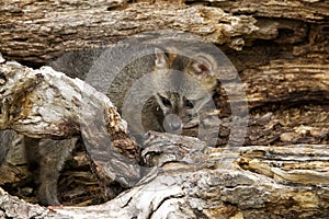 Grey Fox Kit in Den