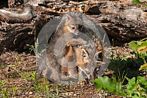 Grey Fox Kit (Urocyon cinereoargenteus) Climbs on Mother