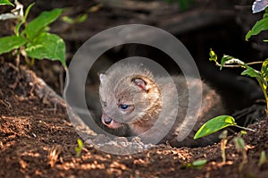 Grey Fox Kit (Urocyon cinereoargenteus) Creeps out of Den