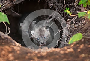 Grey Fox Kit (Urocyon cinereoargenteus) Leads Others Out of Den