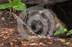 Grey Fox Kit (Urocyon cinereoargenteus) Peeks out of Den