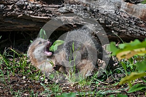 Grey Fox Kit Urocyon cinereoargenteus Sibling Tussle