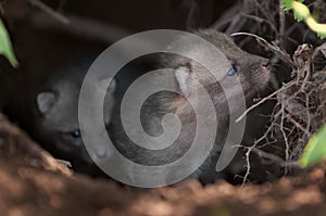 Grey Fox Kit (Urocyon cinereoargenteus) Sniffs at Edge of Den