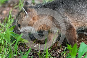 Grey Fox Kit Urocyon cinereoargenteus Walks Left Closeup