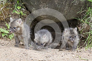 Grey Fox Kits photo