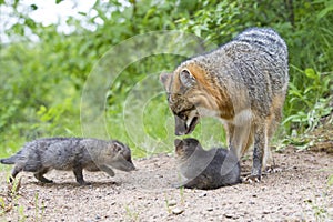 Grey fox with kits photo