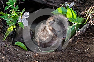 Grey Fox Kits (Urocyon cinereoargenteus) Peek out of Den