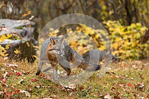 Grey Fox Urocyon cinereoargenteus Awkward Turn in Rain Second in Background Autumn