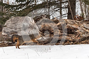 Grey Fox Urocyon cinereoargenteus Bounds Right