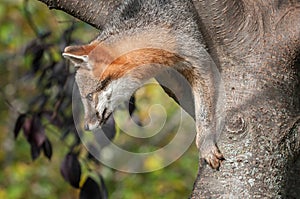 Grey Fox (Urocyon cinereoargenteus) Climbs Down Tree