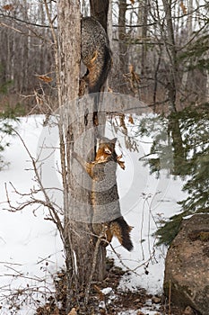 Grey Fox Urocyon cinereoargenteus Climbs Up Split Tree to Join Second Winter