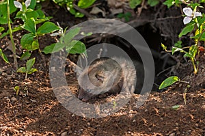 Grey Fox (Urocyon cinereoargenteus) Crawls out of Den