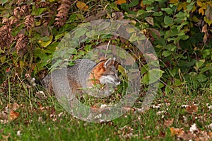 Grey Fox (Urocyon cinereoargenteus) Creeps Through Grass