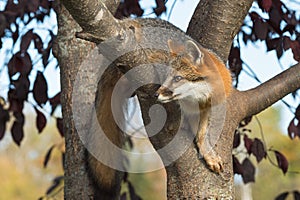 Grey Fox (Urocyon cinereoargenteus) Curled in Tree