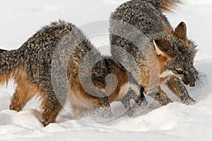 Grey Fox Urocyon cinereoargenteus Disagreement Closeup