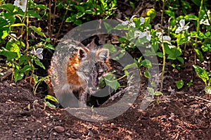 Grey Fox (Urocyon cinereoargenteus) Emerges from Den