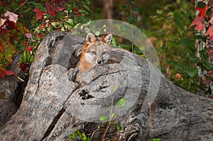 Grey Fox Urocyon cinereoargenteus Head Out of Log