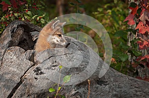 Grey Fox Urocyon cinereoargenteus Head Out of Log Looking Righ