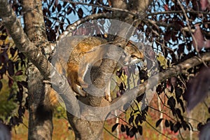 Grey Fox (Urocyon cinereoargenteus) Hidden in Tree