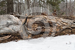 Grey Fox Urocyon cinereoargenteus Jumps Down Off Log Winter