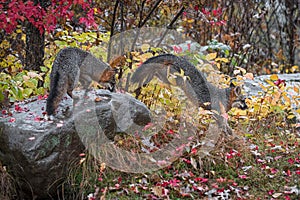 Grey Fox Urocyon cinereoargenteus Jumps Off Rock Another Atop Autumn