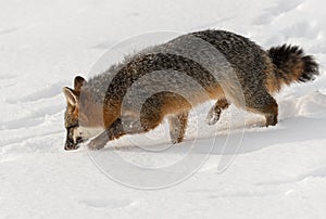 Grey Fox Urocyon cinereoargenteus Kicks Up Snow