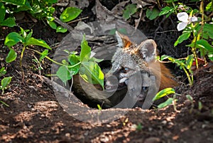 Grey Fox (Urocyon cinereoargenteus) and Kit Peek out of Den