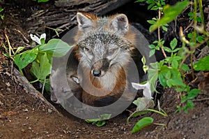 Grey Fox (Urocyon cinereoargenteus) and Kit Sit in Den Entrance
