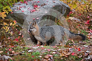 Grey Fox Urocyon cinereoargenteus Licks Nose Next to Rock Autumn