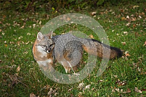 Grey Fox Urocyon cinereoargenteus Looks Back in Grass