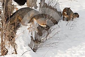 Grey Fox Urocyon cinereoargenteus Looks Back at Second Fox Winter