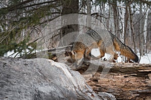 Grey Fox Urocyon cinereoargenteus Looks Down Into Log Winter