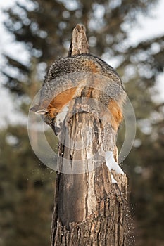 Grey Fox Urocyon cinereoargenteus Looks Down From Tree