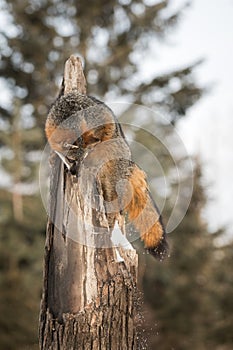 Grey Fox Urocyon cinereoargenteus Looks Down Tree