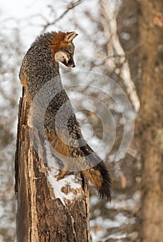 Grey Fox Urocyon cinereoargenteus Looks Down From Tree