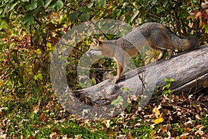 Grey Fox (Urocyon cinereoargenteus) Looks Forward