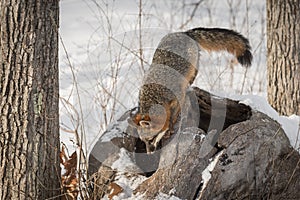 Grey Fox Urocyon cinereoargenteus Looks Into Log