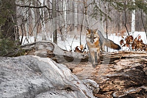 Grey Fox Urocyon cinereoargenteus Looks Out From Atop Log Winter