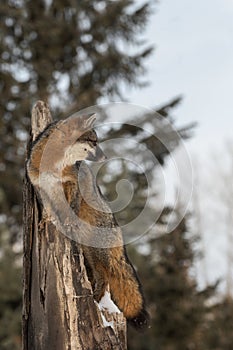 Grey Fox Urocyon cinereoargenteus Looks Right From Treetop