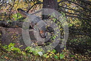 Grey Fox Urocyon cinereoargenteus Looks to Jump Down Rock Autumn