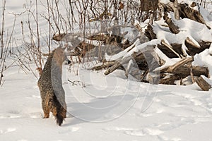 Grey Fox Urocyon cinereoargenteus Looks Towards Root Pile Winter