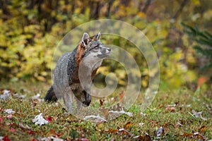 Grey Fox Urocyon cinereoargenteus Looks Up to Right Autumn