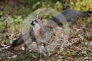 Grey Fox Urocyon cinereoargenteus Looks Ups Another in Background Autumn