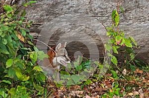 Grey Fox (Urocyon cinereoargenteus) Pokes Head Out from Under Lo