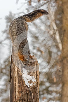 Grey Fox Urocyon cinereoargenteus Preps to Jump Down