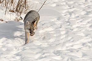 Grey Fox Urocyon cinereoargenteus Prowls Forward Copy Space Ri